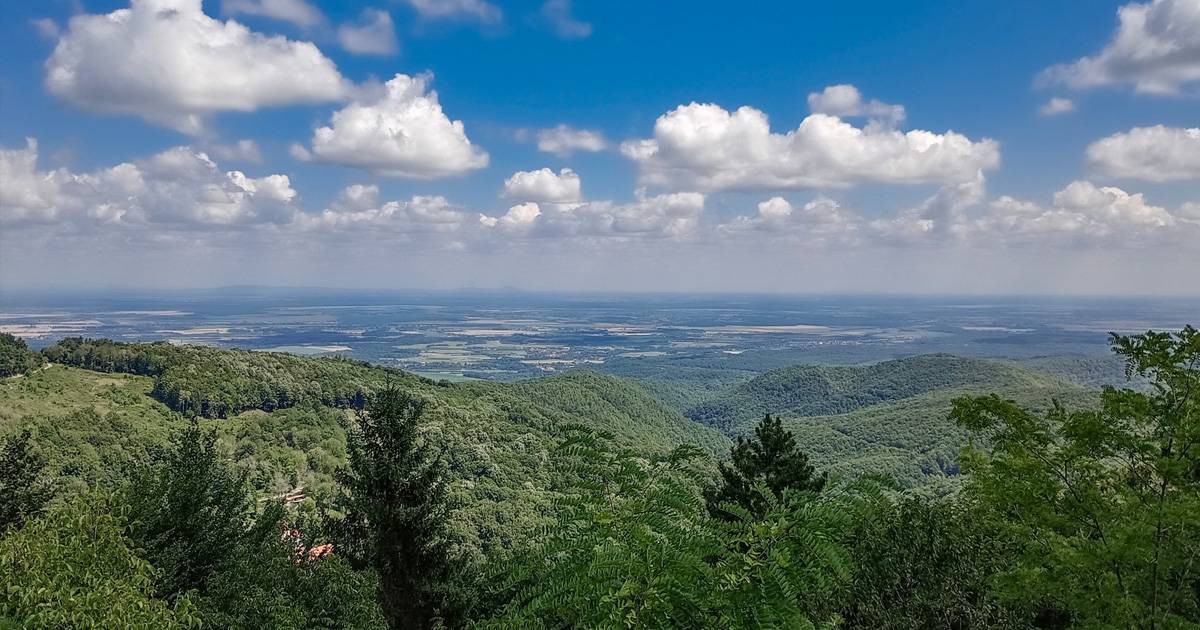 PAPUK__OTOK_U_DREVNOM_PANONSKOM_MORU-4_original