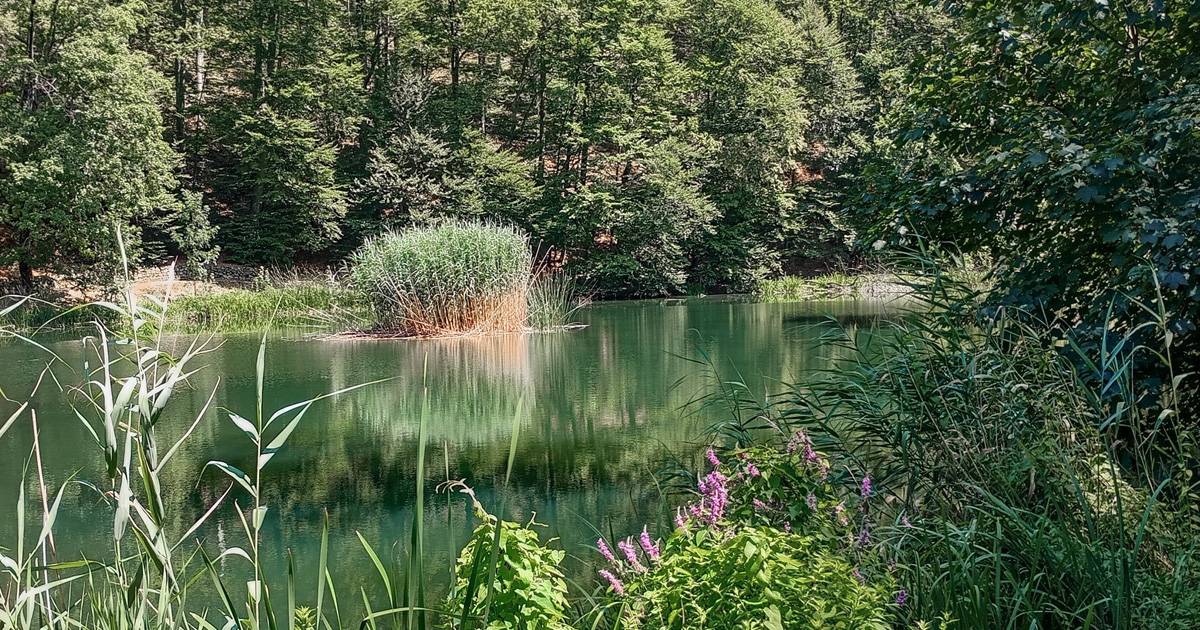 PAPUK__OTOK_U_DREVNOM_PANONSKOM_MORU-6_original